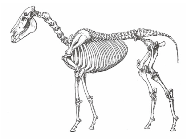 The Anatomy of the Spine | Do No Harm Horsemanship